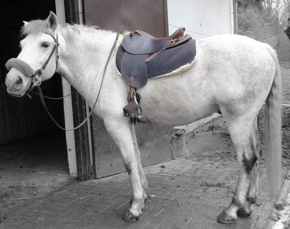 Pegous cheval d'isabelle