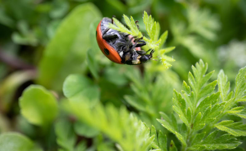 Canon EOS M50 avis,Canon EOS M50 test,appareil photo hybride léger,Canon EOS M50 objectif 18-150,Canon EOS M50 vs Canon 7D,meilleur appareil photo hybride léger,Canon EOS M50 débutant