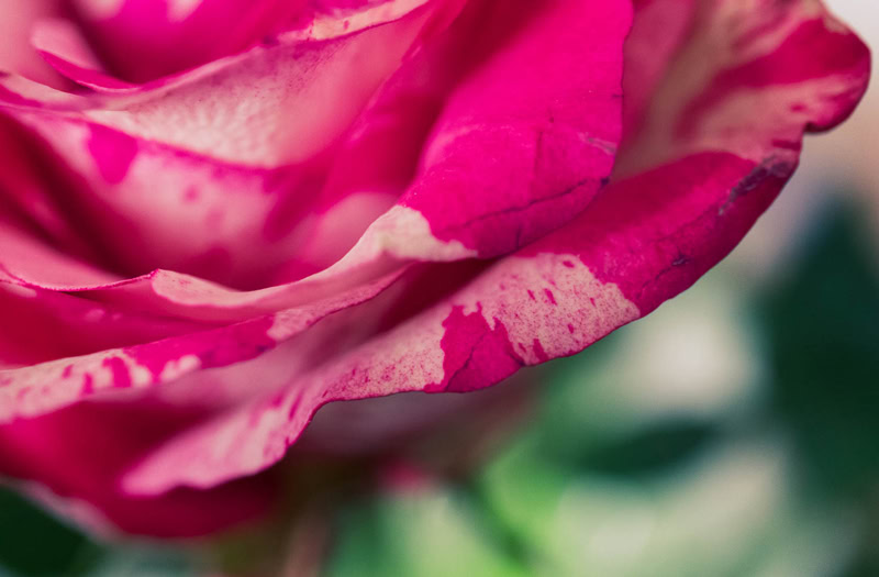 Canon EOS M50 avis,Canon EOS M50 test,appareil photo hybride léger,Canon EOS M50 objectif 18-150,Canon EOS M50 vs Canon 7D,meilleur appareil photo hybride léger,Canon EOS M50 débutant